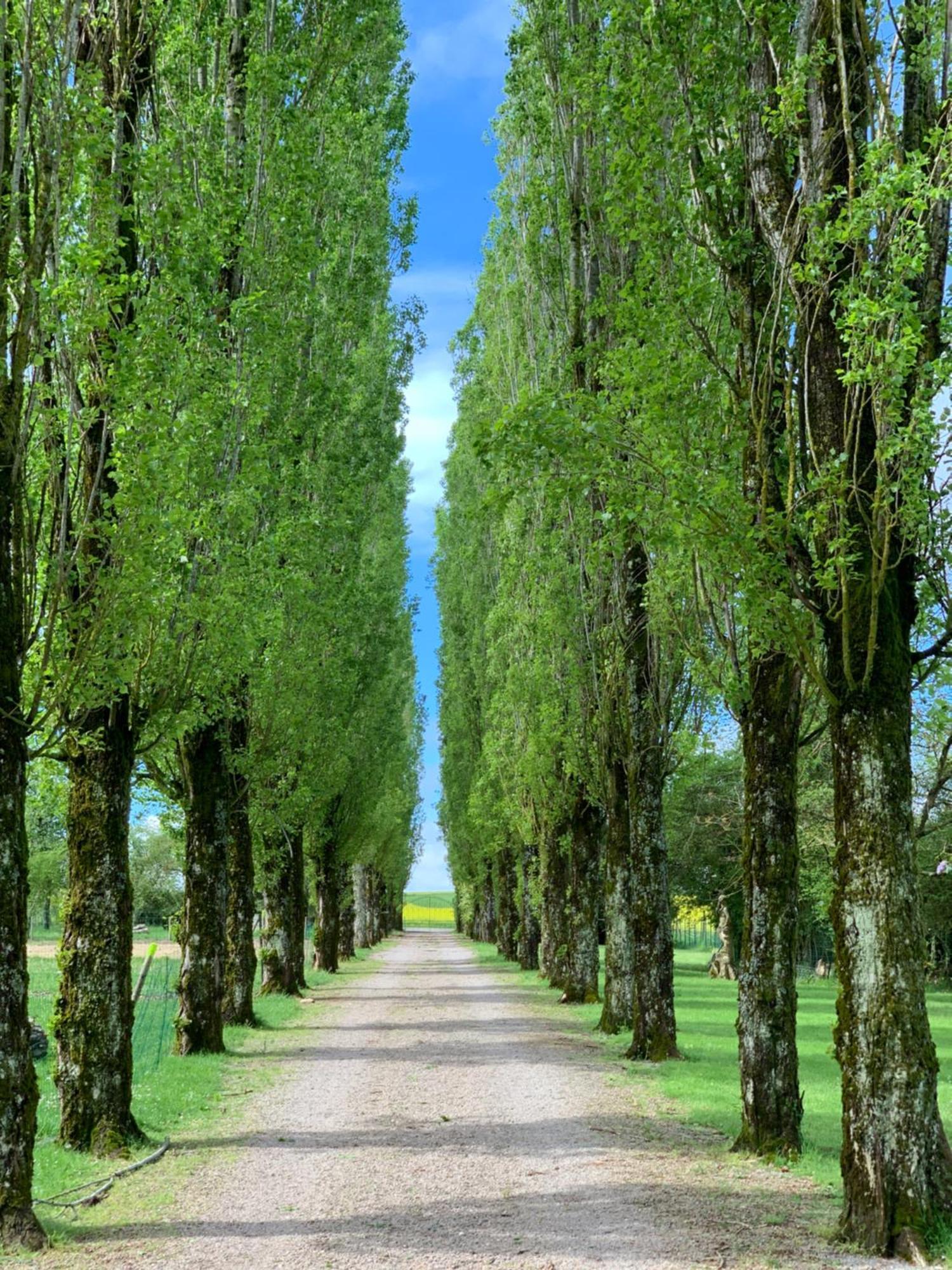 L'Allee Des Peupliers Chevigny  Exteriör bild